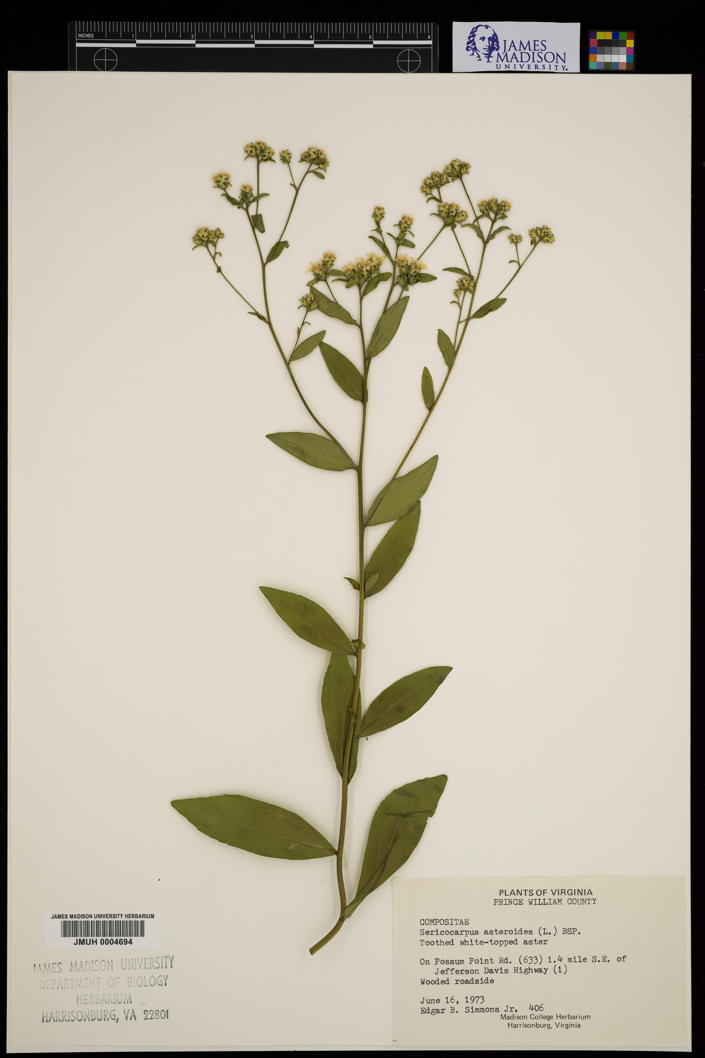 Sericocarpus asteroides image