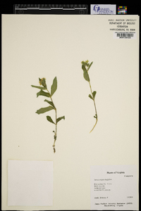 Sericocarpus linifolius image