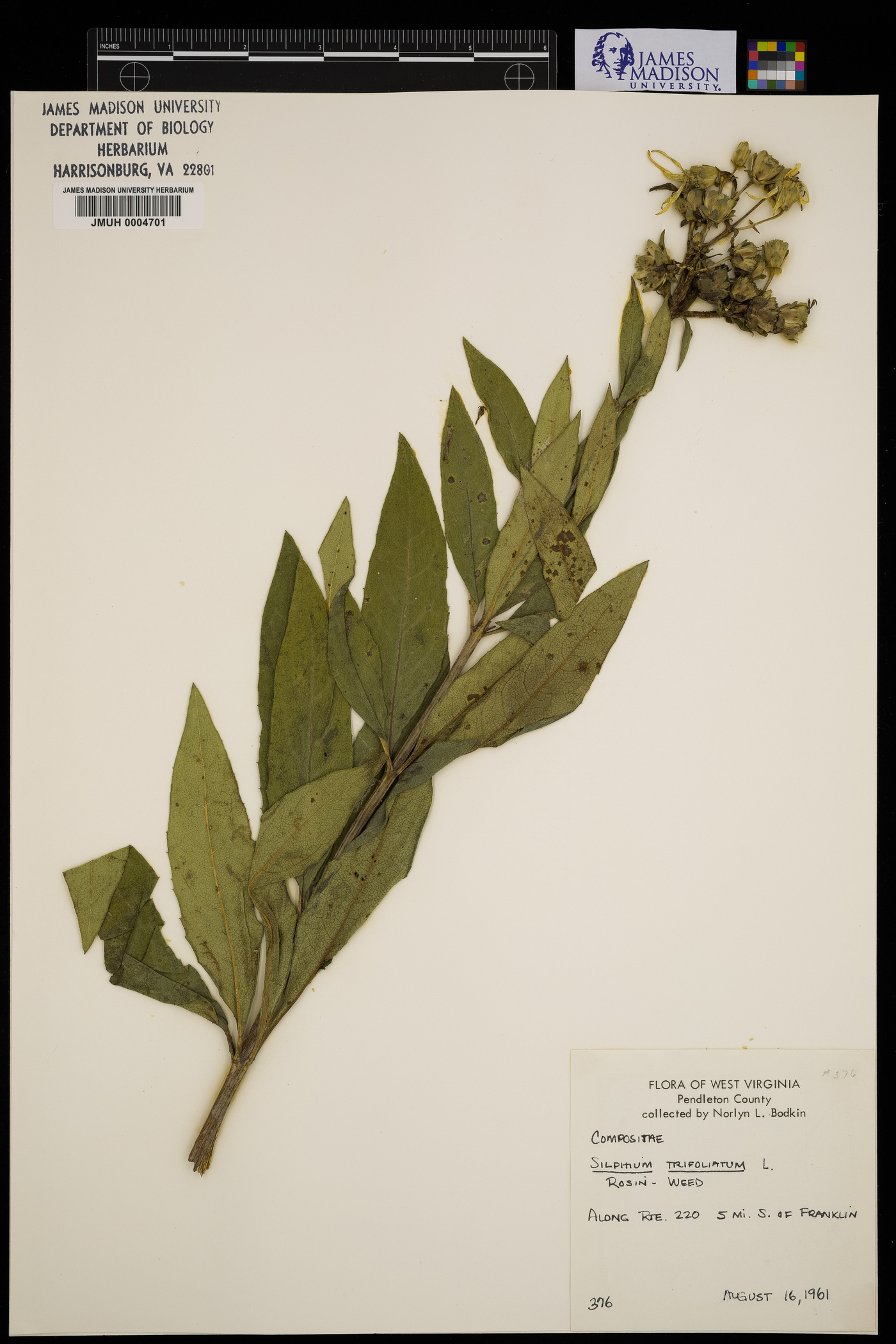 Silphium asteriscus var. trifoliatum image