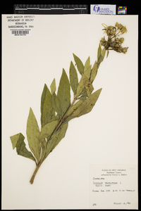 Silphium asteriscus image