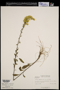 Solidago nemoralis var. nemoralis image