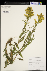 Solidago erecta image