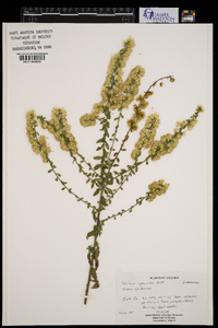 Solidago speciosa image