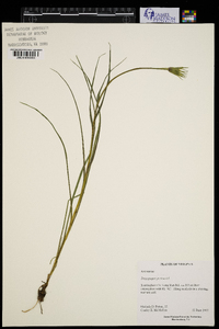 Tragopogon pratensis image