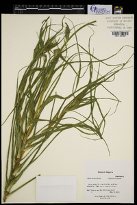 Tragopogon pratensis image