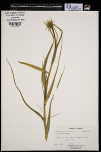 Tragopogon pratensis image