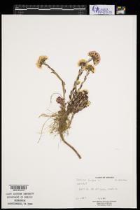 Tussilago farfara image