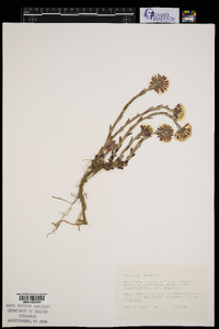 Tussilago farfara image