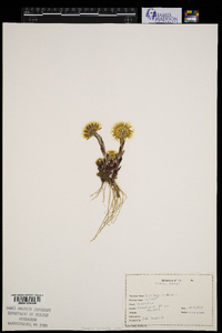 Tussilago farfara image