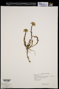 Tussilago farfara image