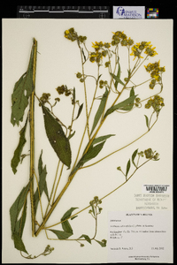 Verbesina alternifolia image