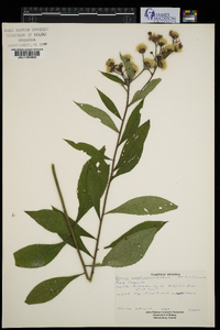 Vernonia noveboracensis image