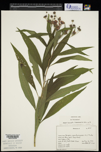 Vernonia noveboracensis image