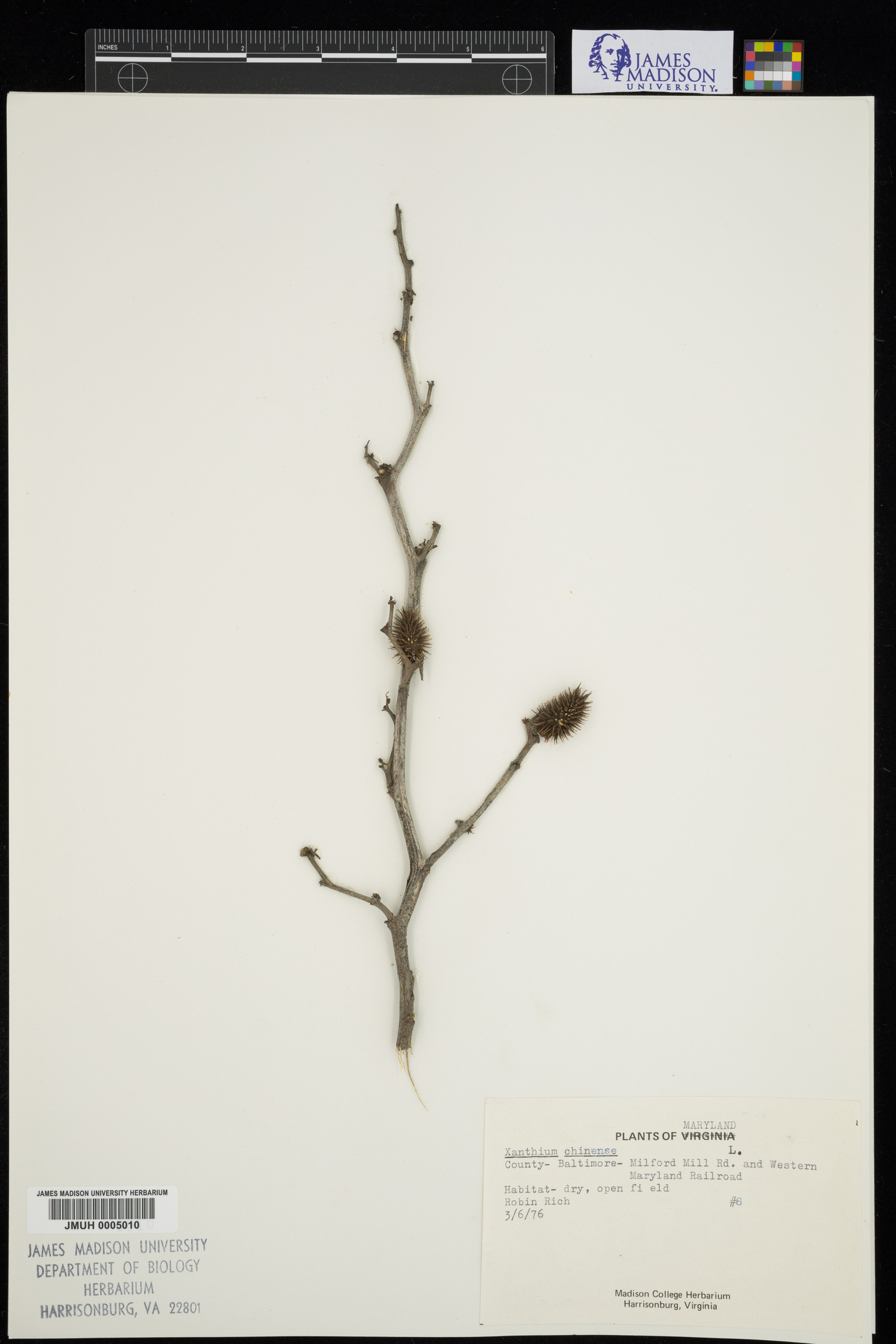 Xanthium strumarium var. glabratum image