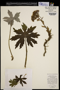 Petasites frigidus image