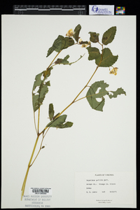 Impatiens pallida image