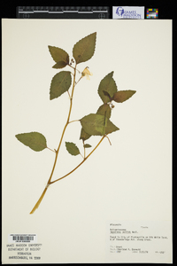 Impatiens pallida image