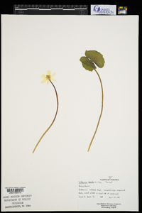 Jeffersonia diphylla image