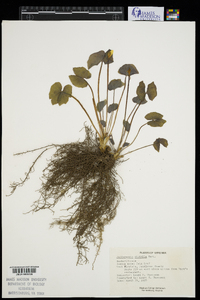 Jeffersonia diphylla image