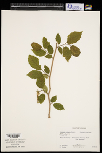 Corylus cornuta image