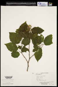 Corylus cornuta image