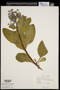 Mertensia virginica image