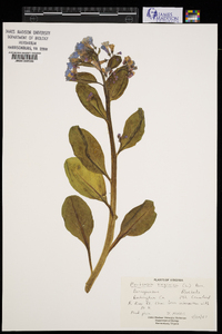 Mertensia virginica image