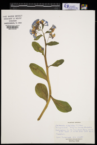 Mertensia virginica image