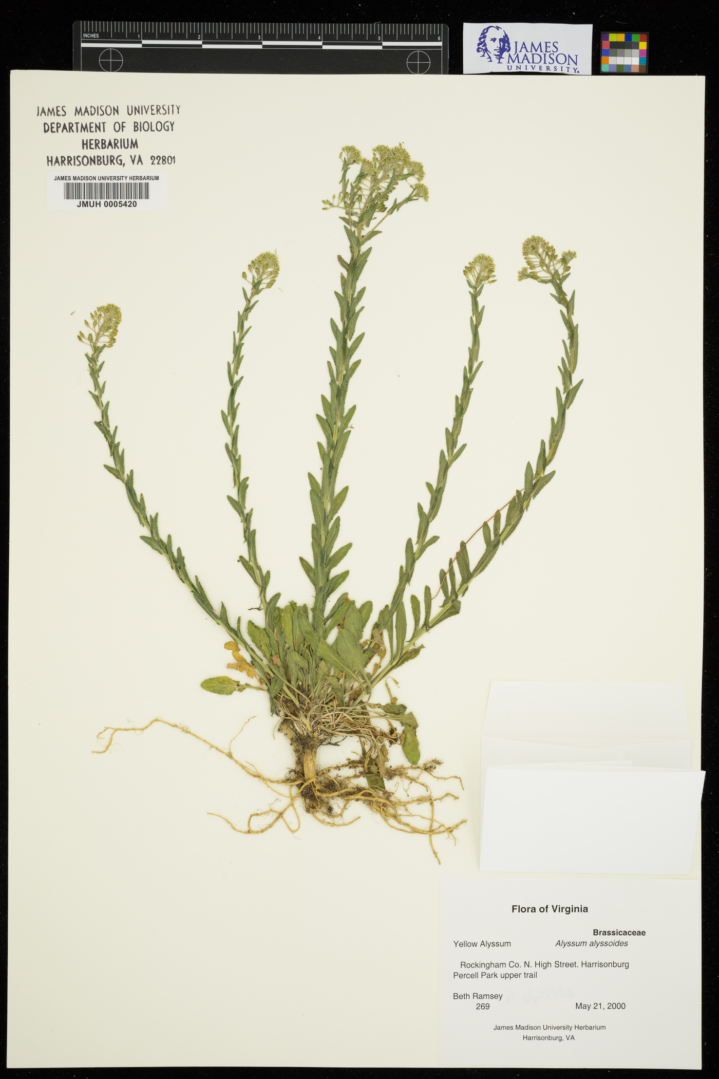 Alyssum alyssoides image