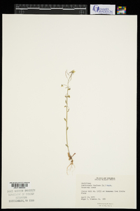 Arabidopsis thaliana image