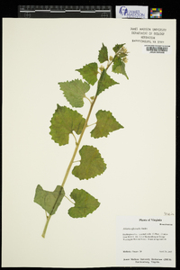 Alliaria petiolata image