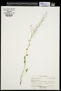 Borodinia canadensis image