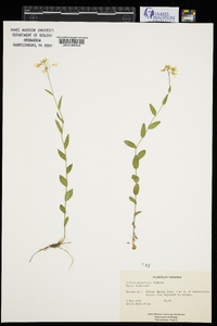 Arabis pycnocarpa image