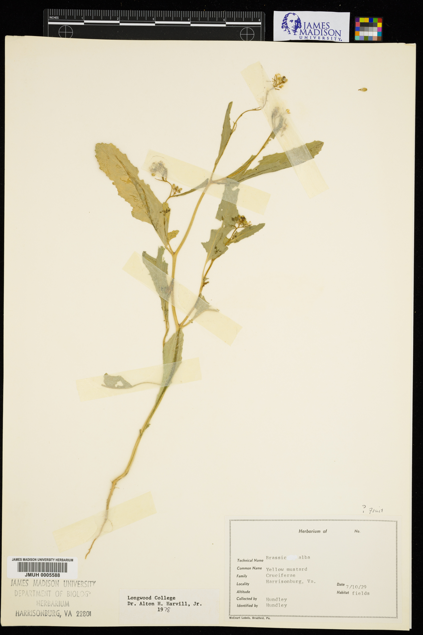Sinapis alba image