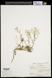 Draba ramosissima image