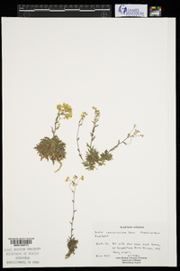 Draba ramosissima image