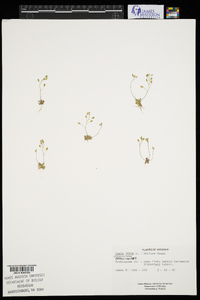 Draba verna image