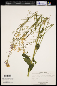 Hesperis matronalis image