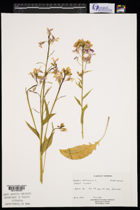 Hesperis matronalis image