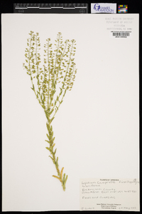 Lepidium campestre image