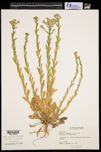 Lepidium campestre image