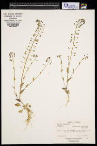 Microthlaspi perfoliatum image