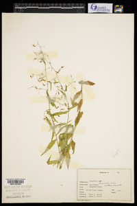 Campanula divaricata image