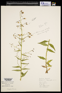 Campanula divaricata image