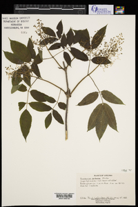 Sambucus racemosa subsp. racemosa image