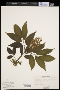 Sambucus racemosa subsp. racemosa image