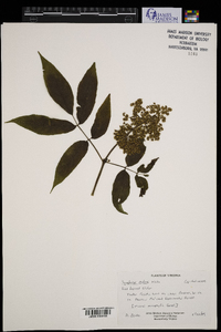 Sambucus racemosa subsp. racemosa image