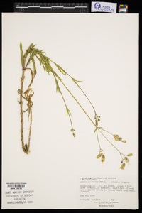 Silene vulgaris image