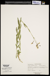 Silene vulgaris image