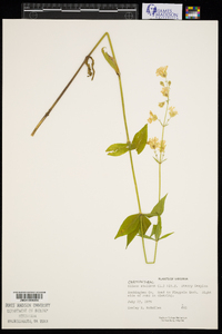 Silene stellata image